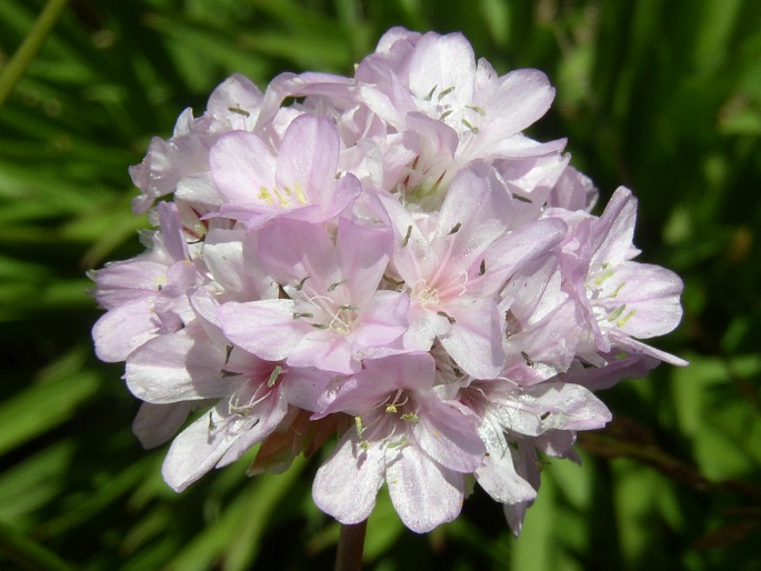 Armeria maderensis