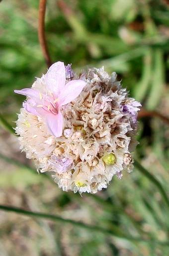 Armeria vulgaris