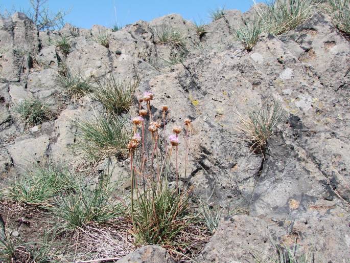 Armeria vulgaris