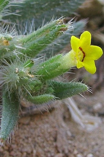 Arnebia decumbens