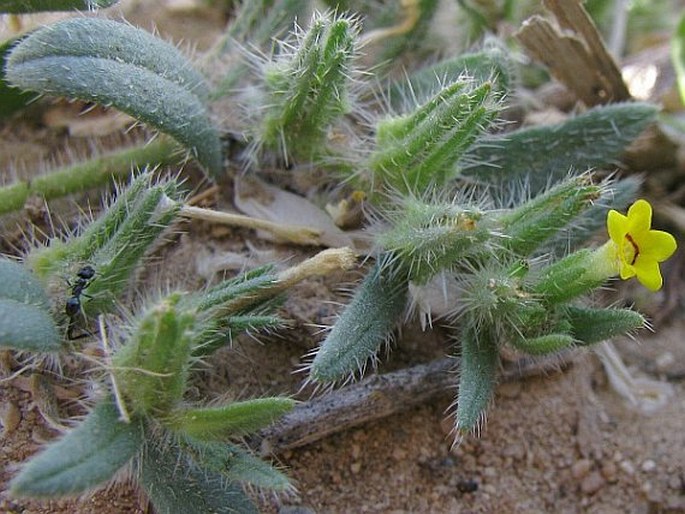 ARNEBIA DECUMBENS (Vent.) Coss. et Kralik - prorokovka