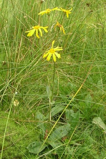 Arnica montana