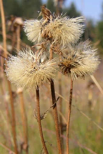 Arnica montana