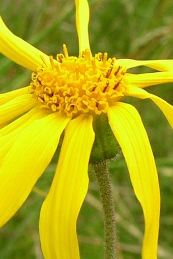 Arnica montana