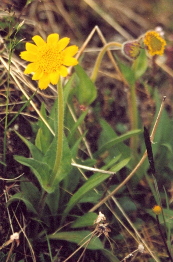 Arnica angustifolia