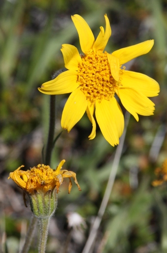 Arnica angustifolia