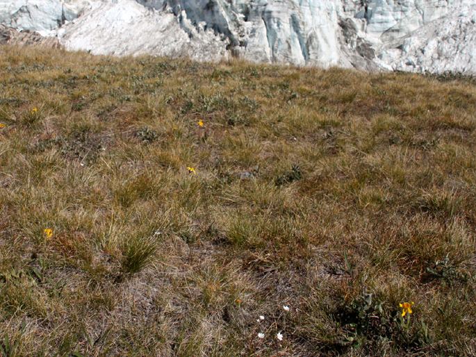 Arnica angustifolia