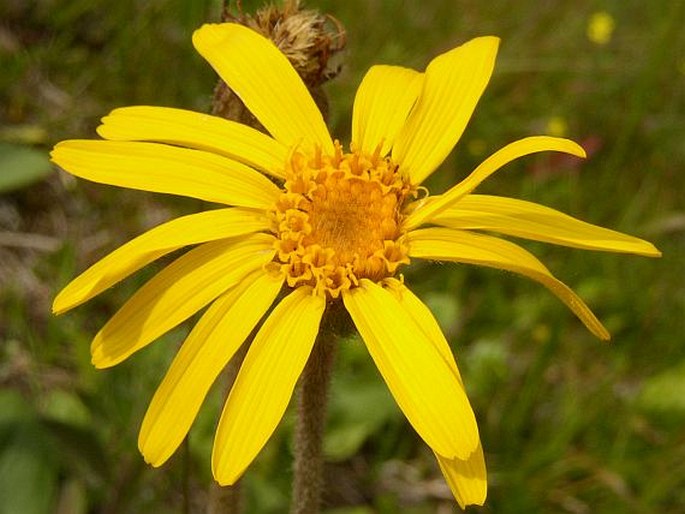 ARNICA MONTANA L. – prha arnika / arnika horská