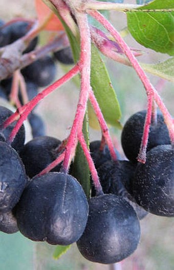 Aronia melanocarpa