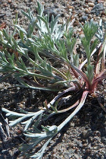 Artemisia borealis