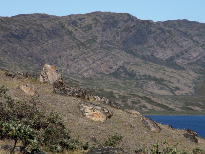 Artemisia borealis