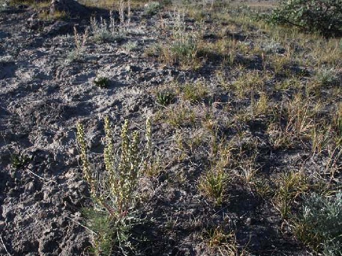 Artemisia borealis