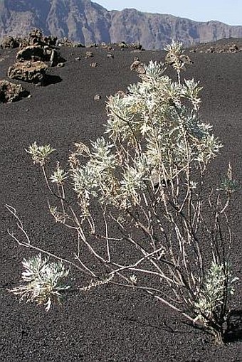 Artemisia gorgonum