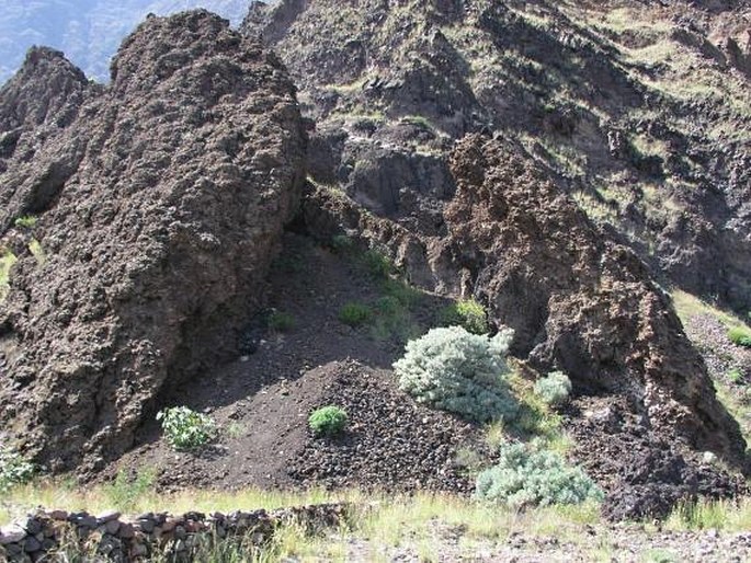 Artemisia gorgonum