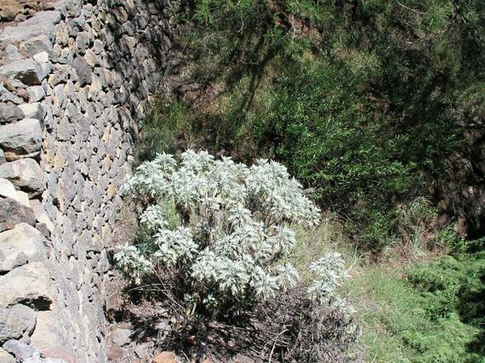 Artemisia gorgonum