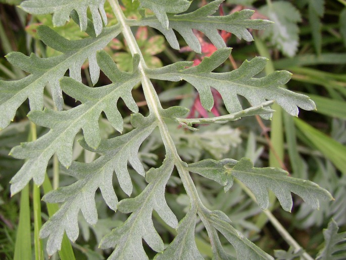 Artemisia pancicii