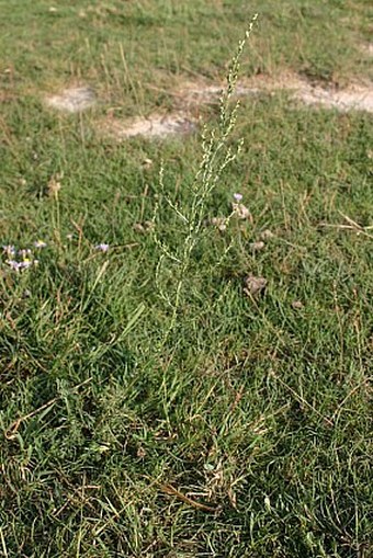 Artemisia santonicum subsp. patens