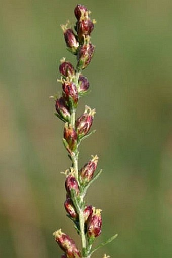 Artemisia santonicum subsp. patens