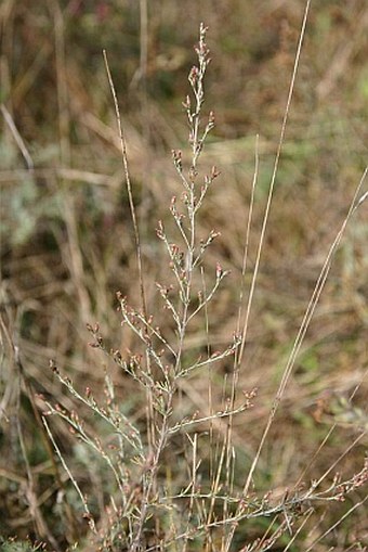 Artemisia santonicum subsp. patens