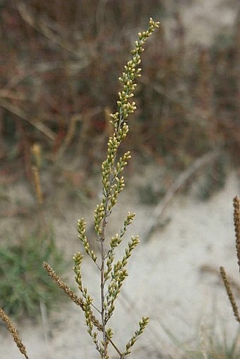 Artemisia santonicum subsp. patens