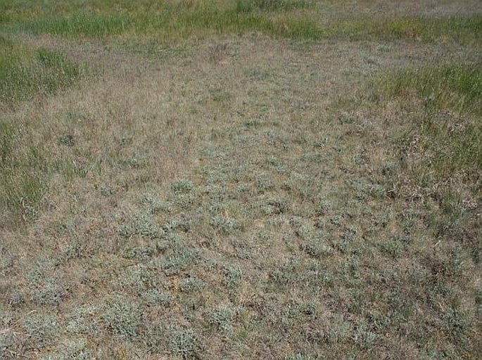 Artemisia santonicum subsp. patens