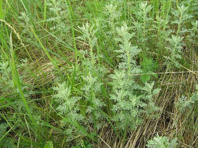 Artemisia pontica