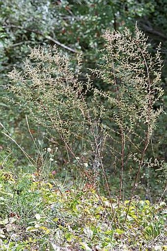 Artemisia scoparia