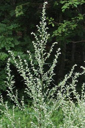 Artemisia vulgaris