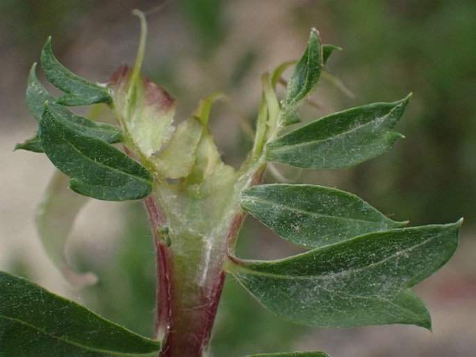 Artemisia vulgaris