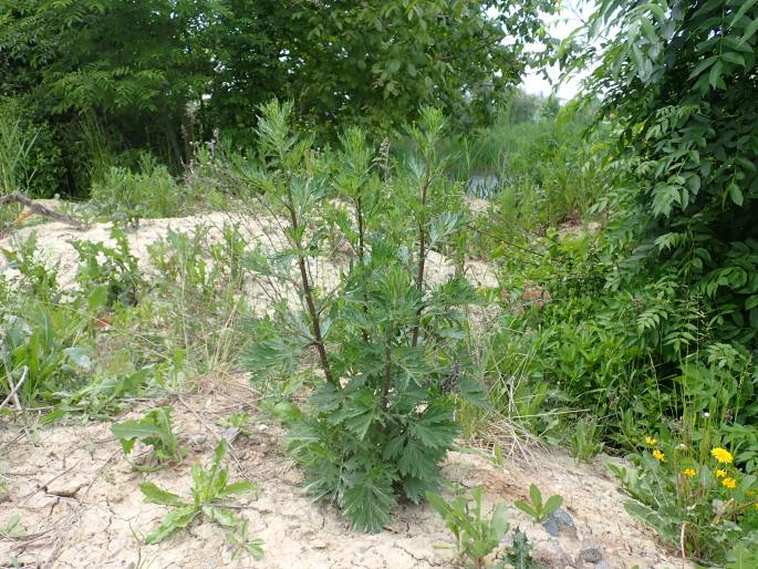 Artemisia vulgaris