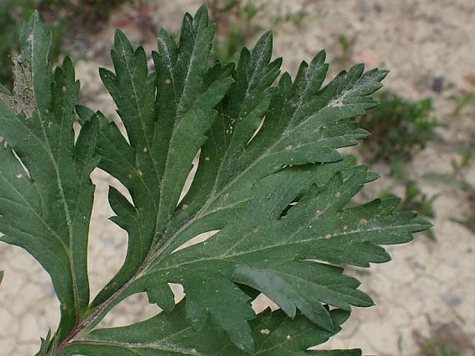 Artemisia vulgaris