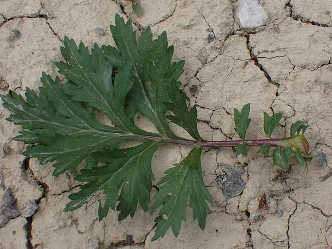 Artemisia vulgaris