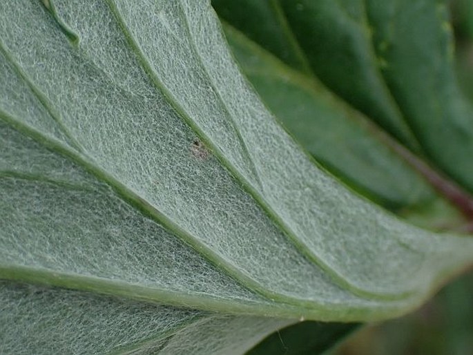 Artemisia vulgaris