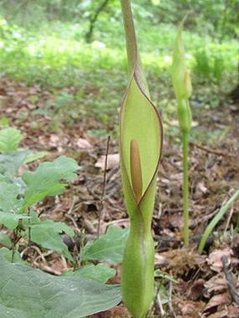 Arum cylindraceum