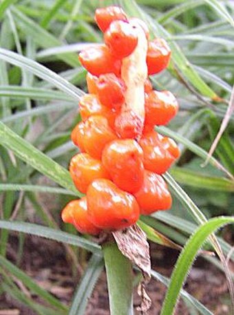 Arum cylindraceum