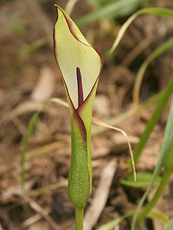 Arum hygrophilum