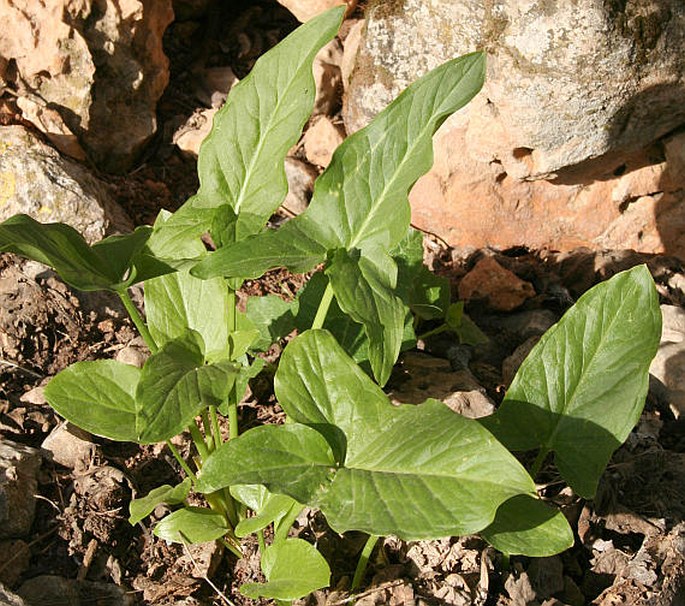 Arum hygrophilum