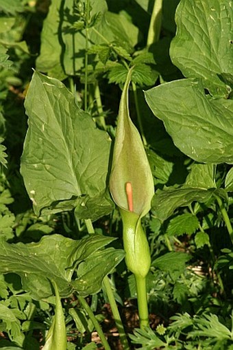 Arum lucanum