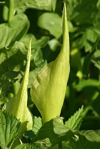 Arum lucanum