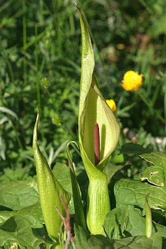 Arum lucanum