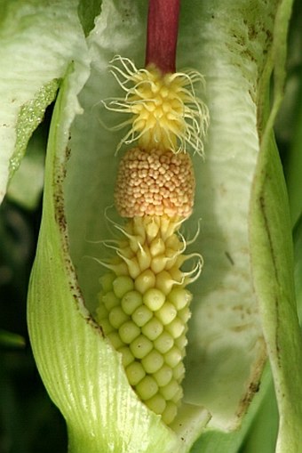 Arum lucanum