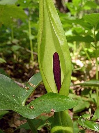 Arum maculatum