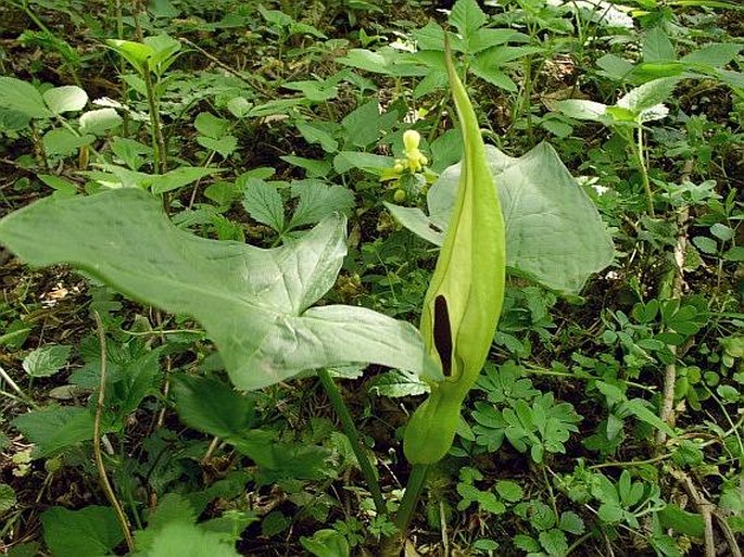 ARUM MACULATUM L. – árón plamatý / áron škvrnitý