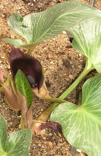 Arum pictum