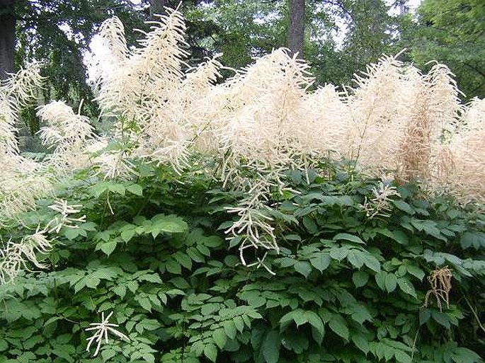 ARUNCUS VULGARIS Rafin – udatna lesní / udatník lesný