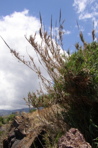 Arundo donax