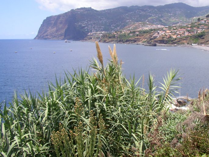 ARUNDO DONAX L. – tresť obecná