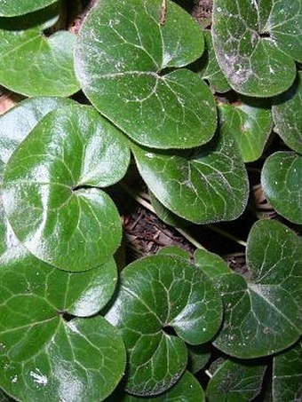 Asarum europaeum