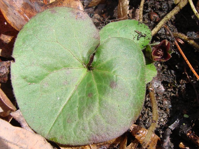 Asarum europaeum