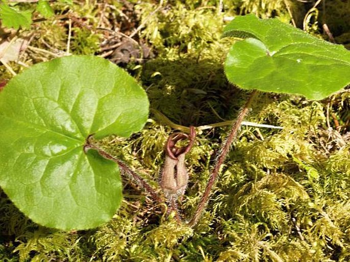 Asarum caudatum